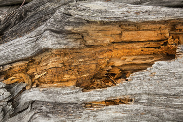 Bleached driftwood with orange center of fragmented wood, Flagstaff Lake, Maine.