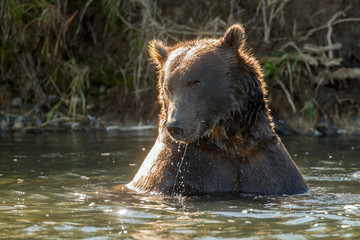 Obraz premium Big brown bear at Katmai Alaska