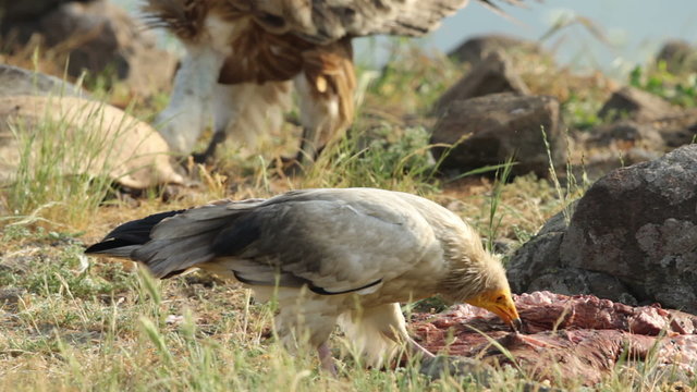 Bird Egyptian Vulture eating carcass in the mountain rocks. Morning sunlight and green hill blurred background.