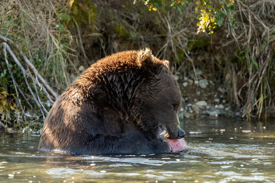 Big brown bear at Katmai Alaska