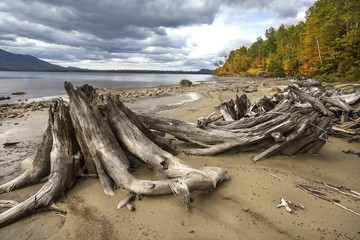Driftwood and fall foliage on the shoreline of Flagstaff Lake.