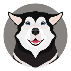 Adorable black and white with blue eyes Husky