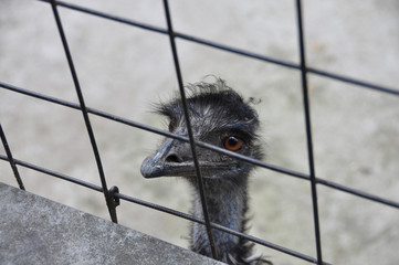 Ostrich in the cell in a zoo