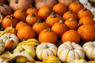 Pile of pumpkins. Background for the autumn season and Halloween