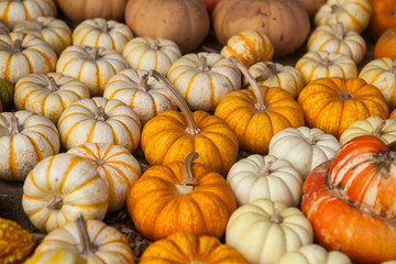 Pile of pumpkins. Background for the autumn season and Halloween