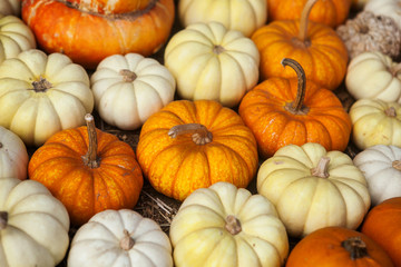 Pile of pumpkins. Background for the autumn season and Halloween
