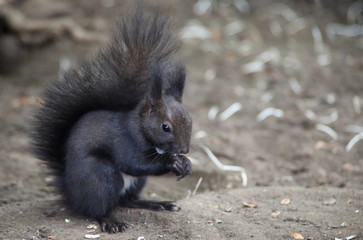 essendes Eichhörnchen