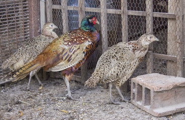 Family, Family, pheasants