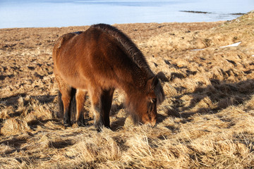 Brown Icelandic pony on a meadow