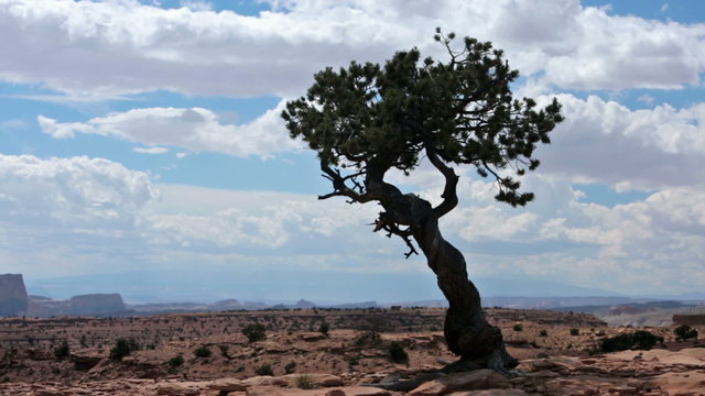 Silhouette cedar tree southwest desert rock mountain HD 9915