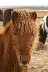 Portrait of a brown Icelandic horse