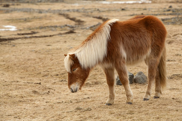 Portrait of a brown Icelandic horse