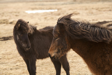 Brown Icelandic horses