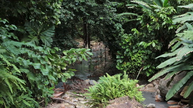 St Lucia Diamond Botanical Garden jungle river HD 1669