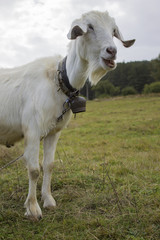 Funny goat