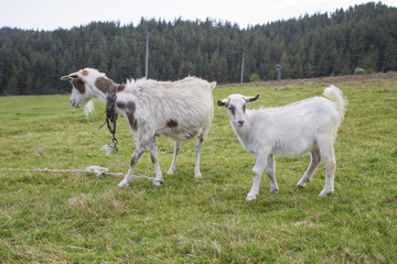 Obraz premium Baby goat with mother