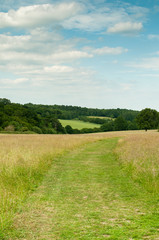 Pathway of green grass through a countryside meadow