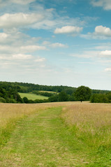 Pathway of green grass through a countryside meadow