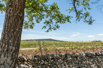 Puglia, Castel del Monte sullo sfondo di un vigneto nel Parco Nazionale dell'Alta Murgia