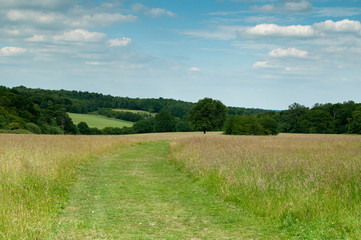 Pathway of green grass through a countryside meadow