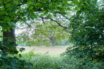 view to a forest clearing in summer