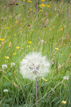 White dandelion in long grass