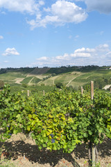 Fototapeta na wymiar Vineyards in Oltrepo Pavese (Italy)