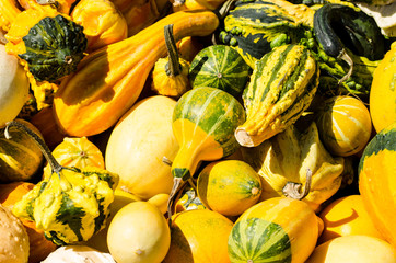 Autumn gourds