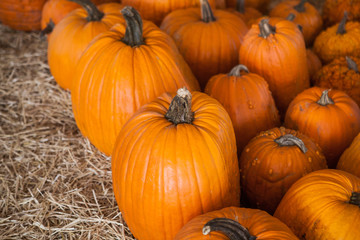 Pumpkin patch in a field of straw. Background for fall, autumn