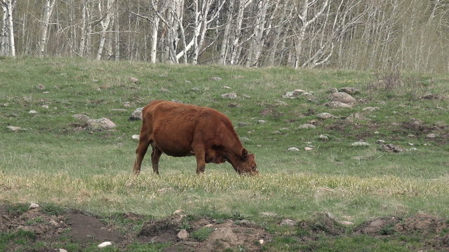 Cow grazing meadow Rocky Mountain valley 4K 265