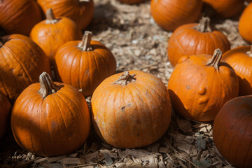 Pumpkin patch in a field of straw. Background for fall, autumn