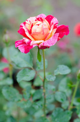 Three color rose blooming in garden