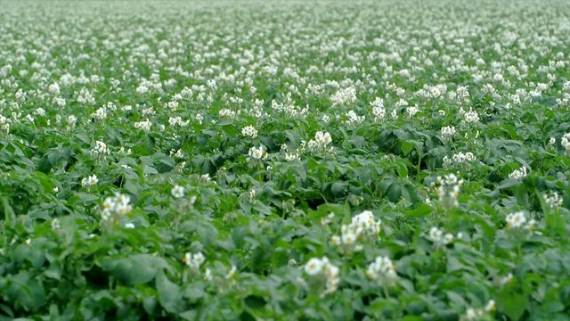 Field with blossoming potato plants in The Netherlands
