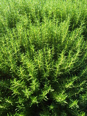 秋のローズマリー