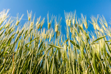 Puglia, campi di grano nella Murgia