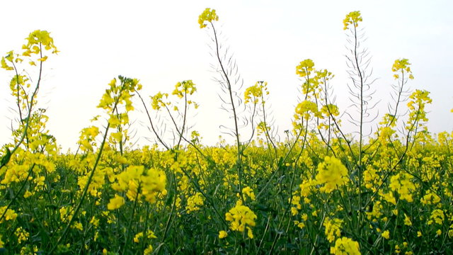 Field of blossoming yellow Canola or Rapeseed on a windy day.