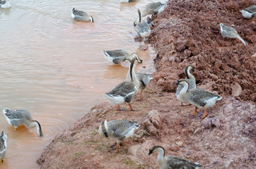 Obraz premium Group of thai goose on pond