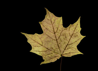 Obraz premium Beautiful maple leave