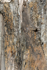 Old rough wood background