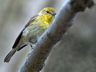 Pine Warbler