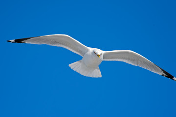 Ring-billed Gull in Flight