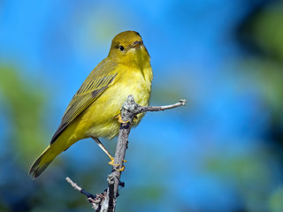 Yellow Warbler