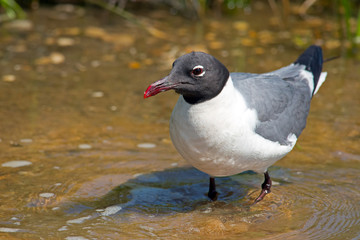 Laughing Gull