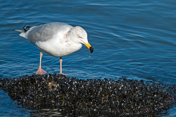 Herring Gull Eating Mussels From Jetty