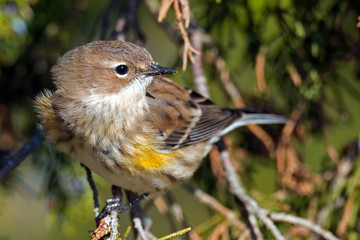 Yellow-rumped Warbler