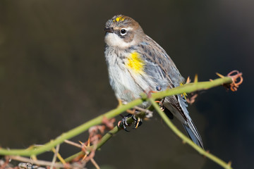 Yellow-rumped Warbler