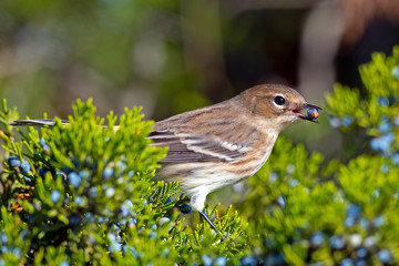 Obraz premium Yellow-rumped Warbler Eating Berries
