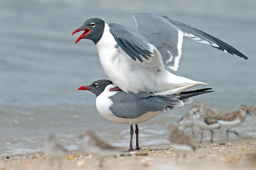 Laughing Gull's mating