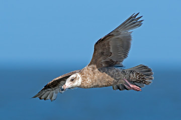 Herring Gull in Flight