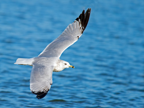 Ring-billed Gull in Flight